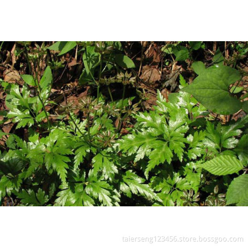 Reduce blood fat and blood sugar coptis